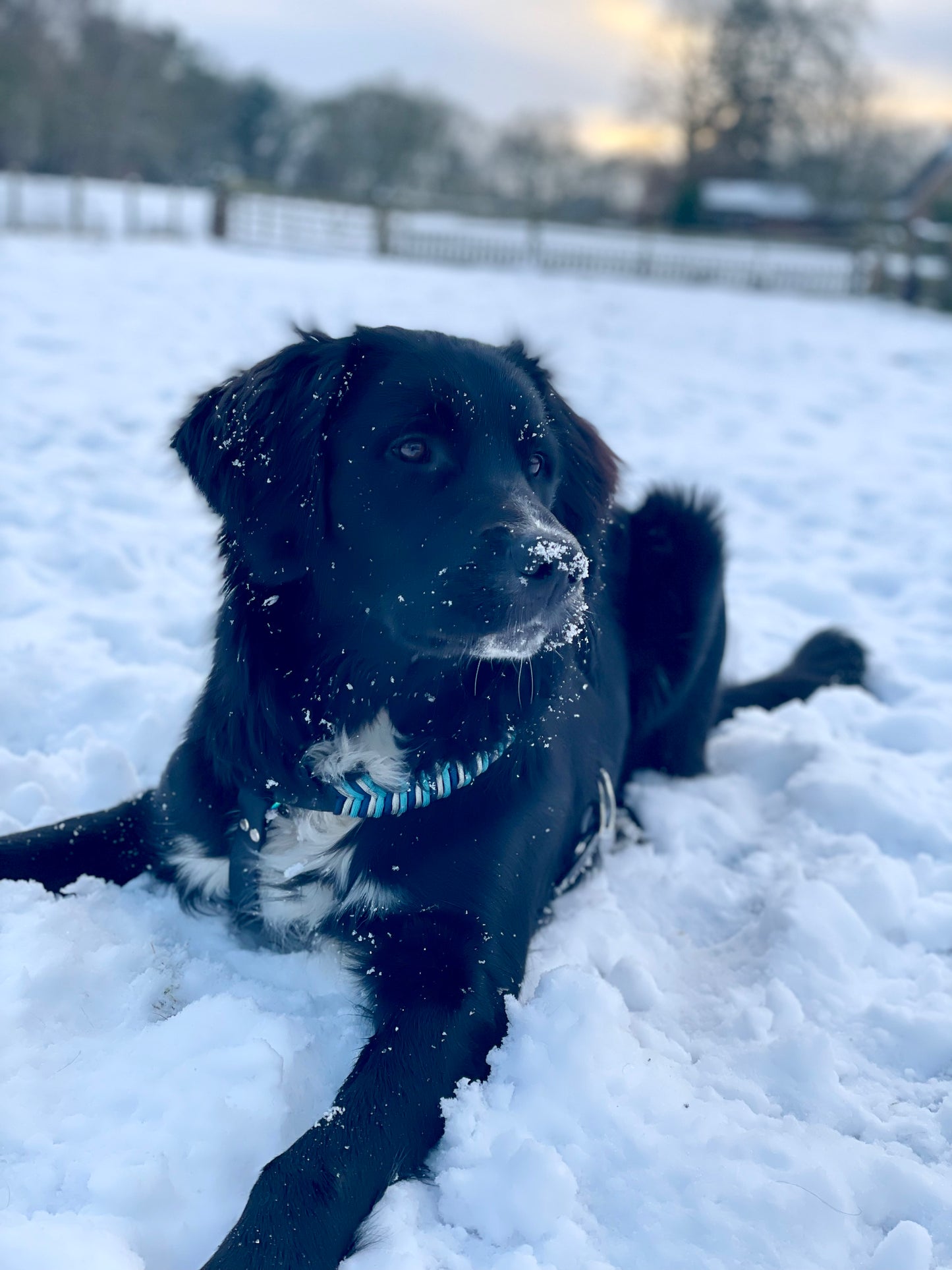 Biothane Geschirr Fischgrät Paracord