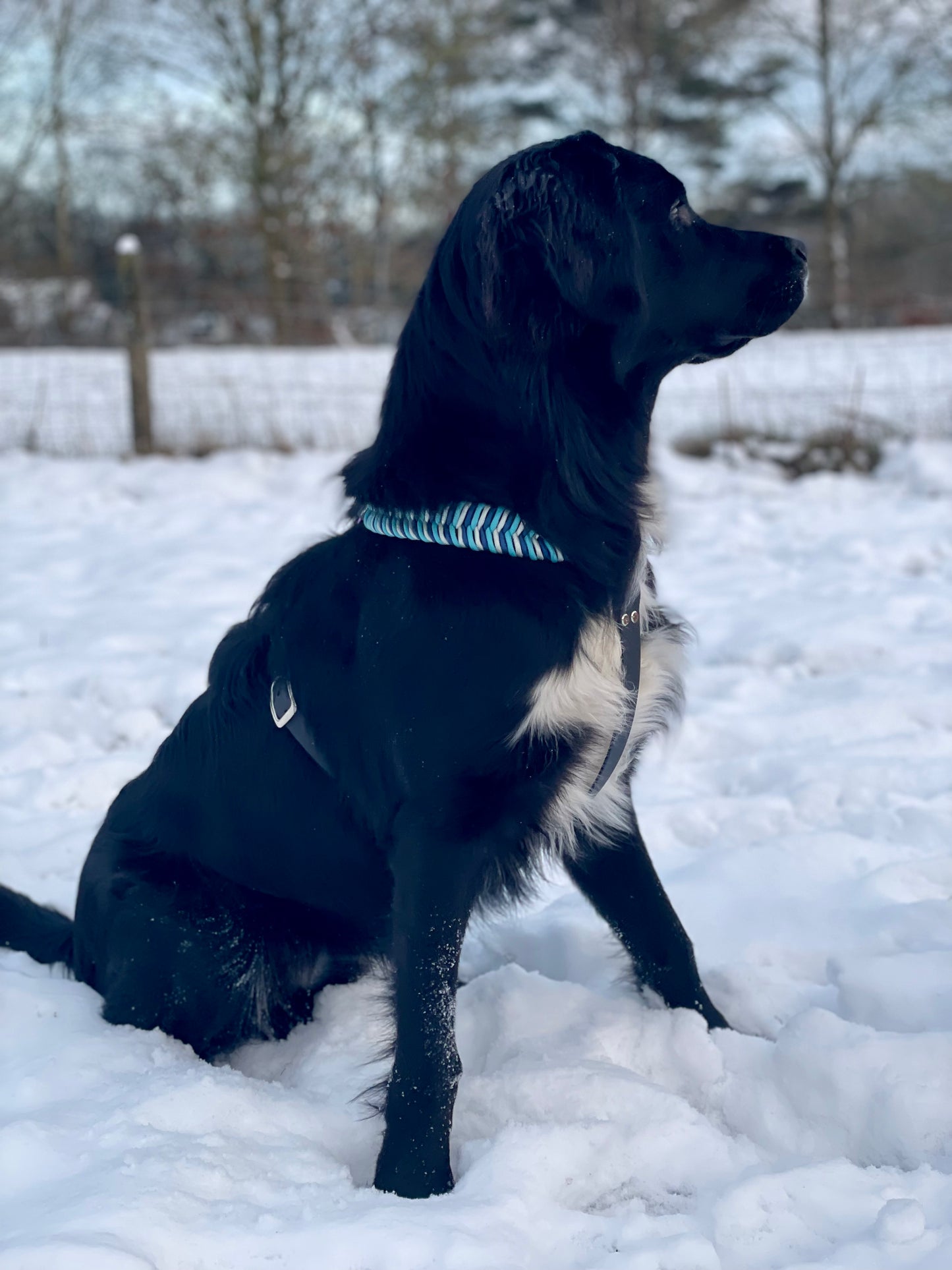 Biothane Geschirr Fischgrät Paracord